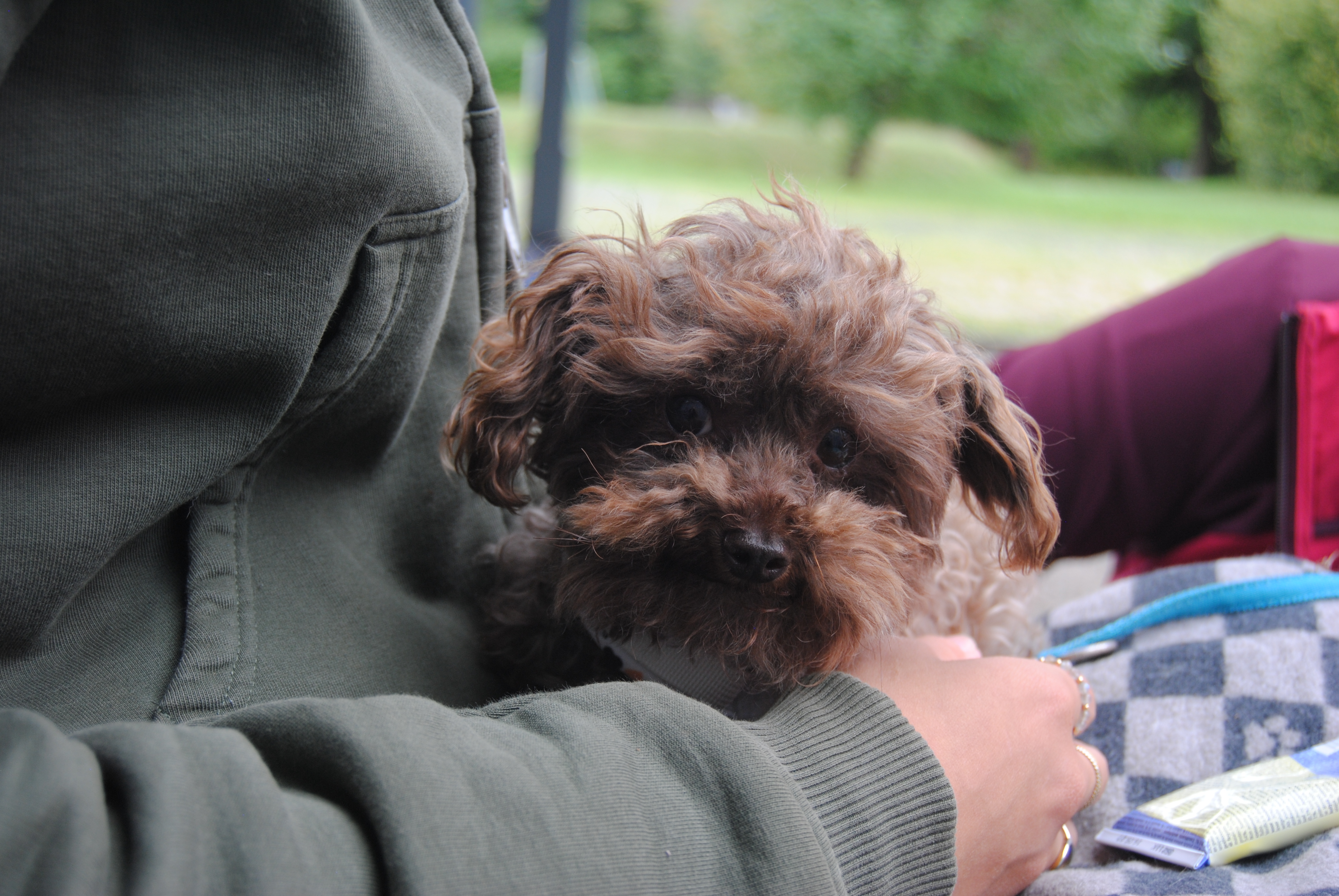 Ausbildung „Tiergestützte Intervention“