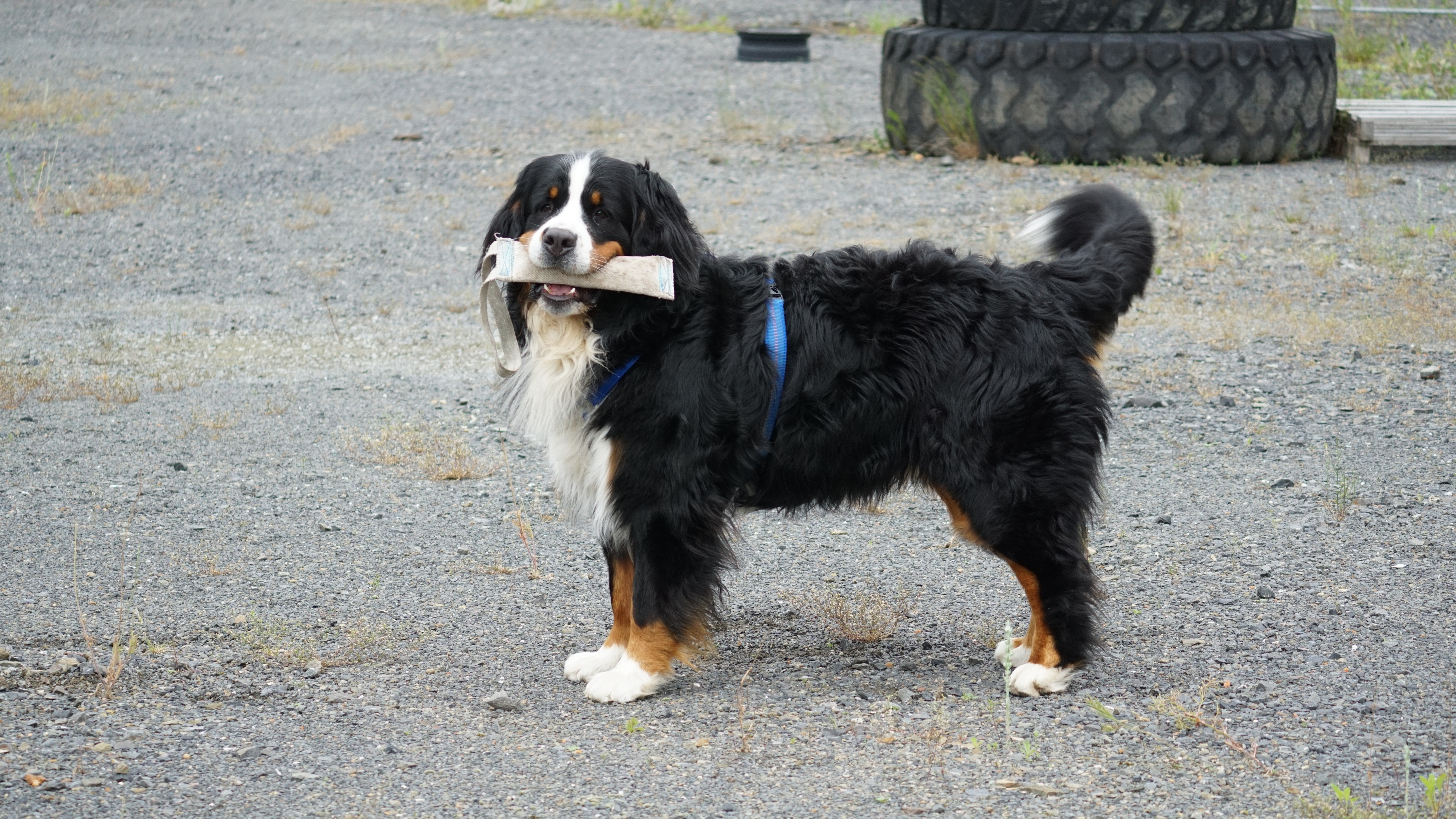 Steuertipps für Hundehalter